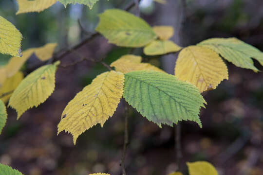 Image of Wych elm