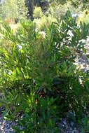 Image of toyon