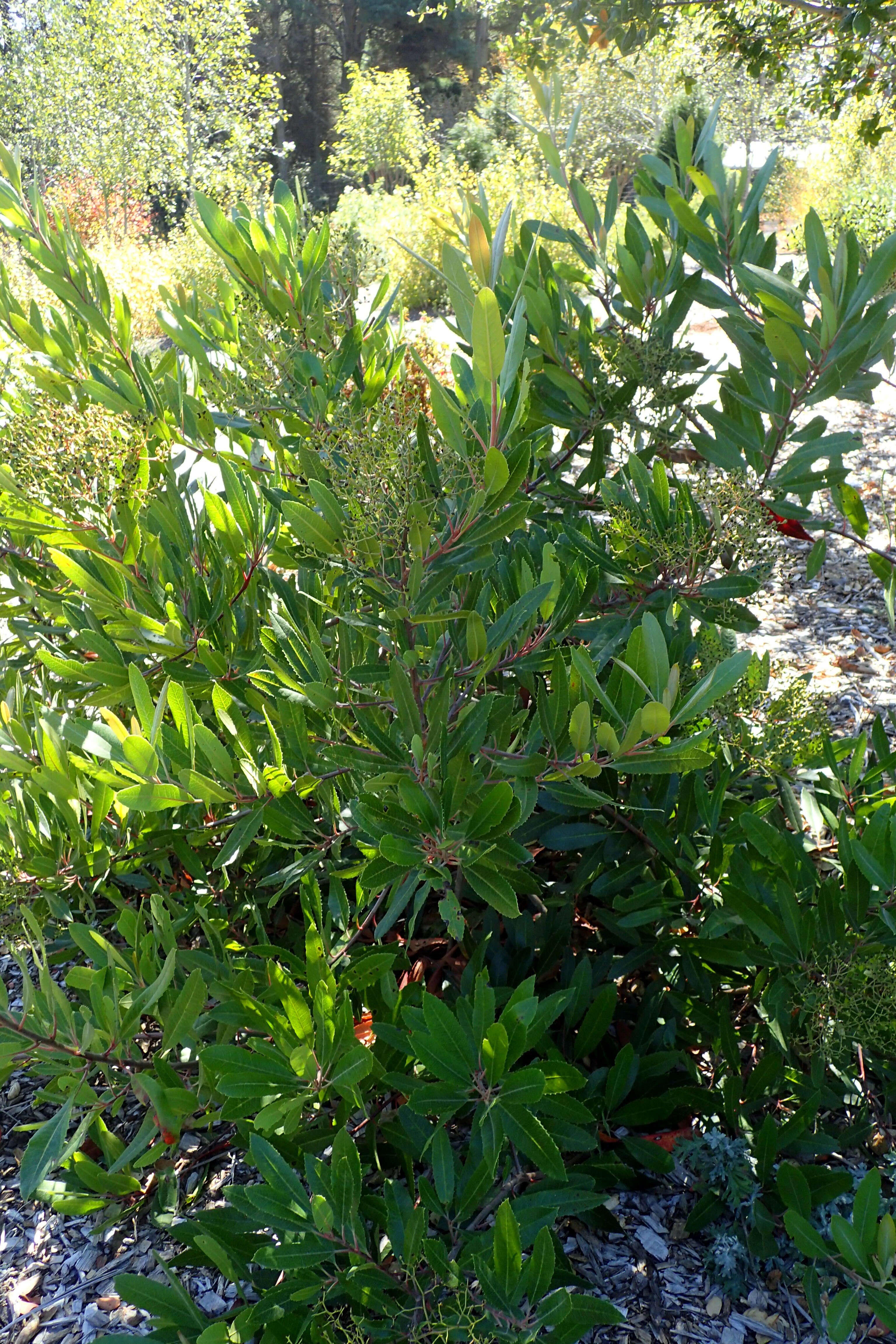 Image of toyon