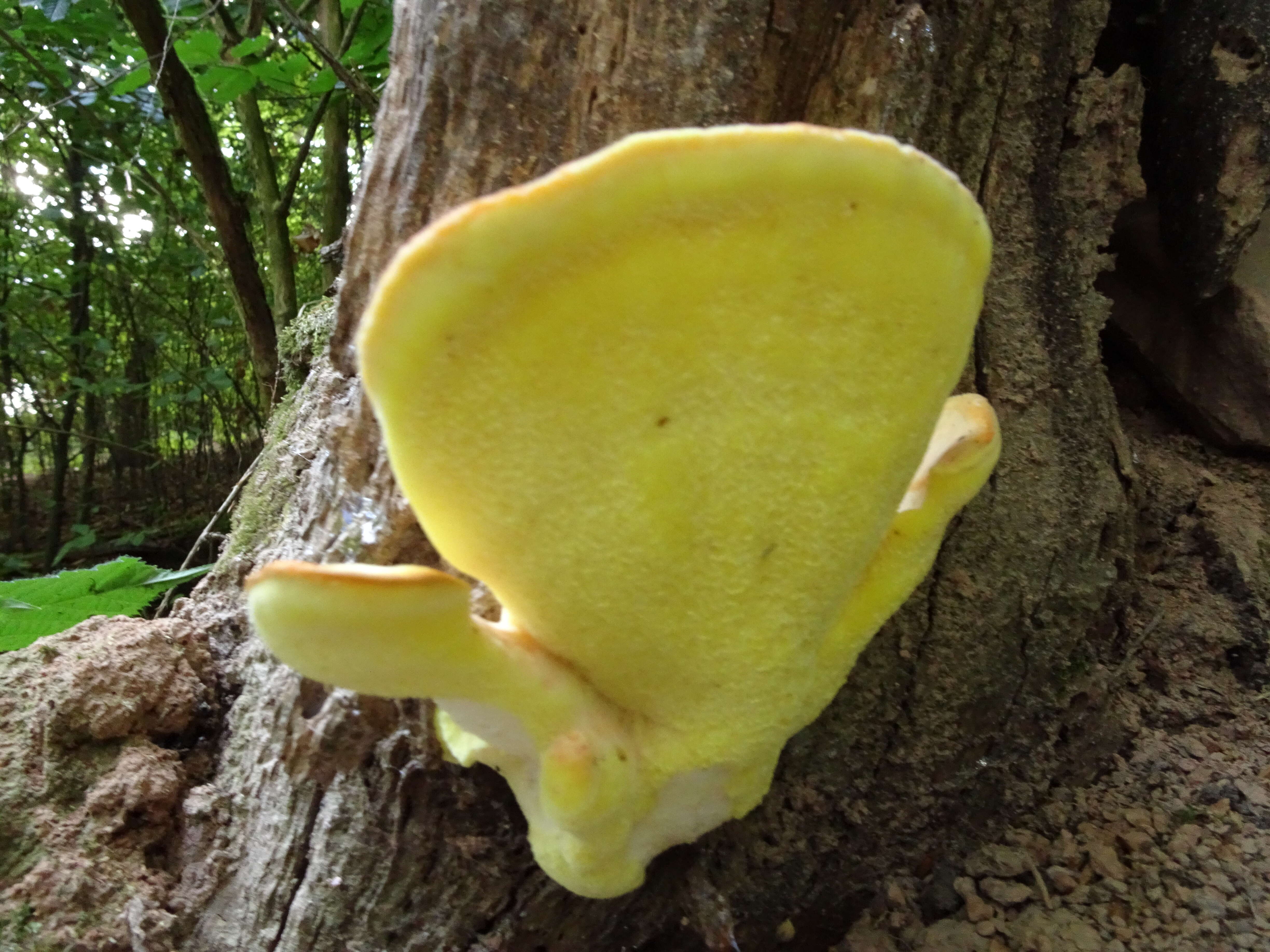 Image de Polypore soufré