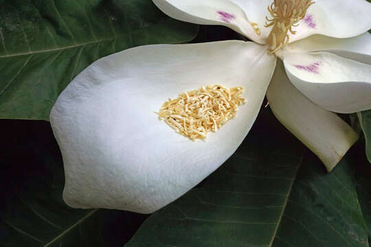 Image of Big-Leaf Magnolia