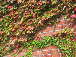 Image of Japanese Creeper