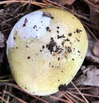 Image of Death cap