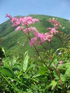 Image of Filipendula multijuga Maxim.