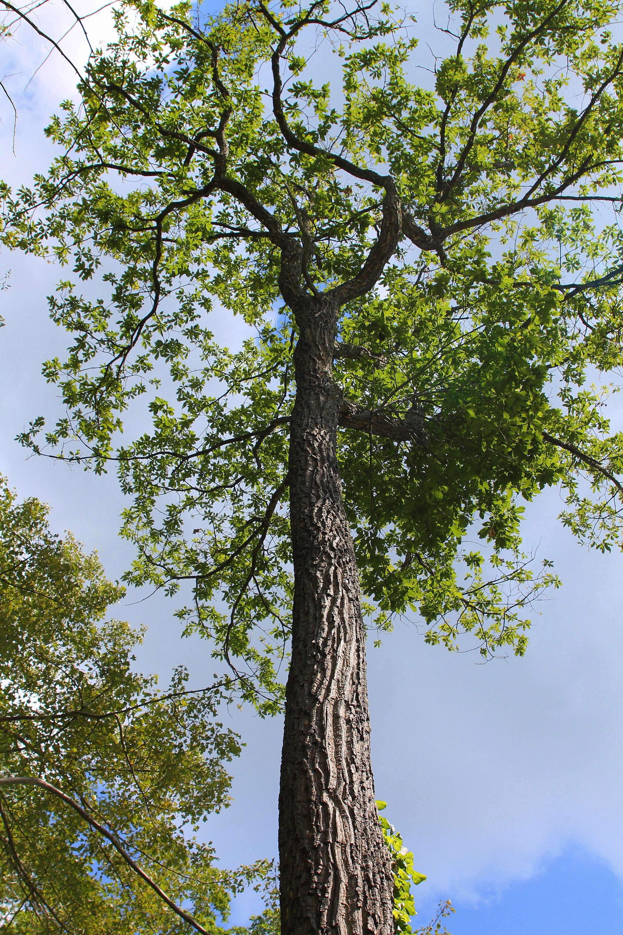 Слика од Quercus montana Willd.