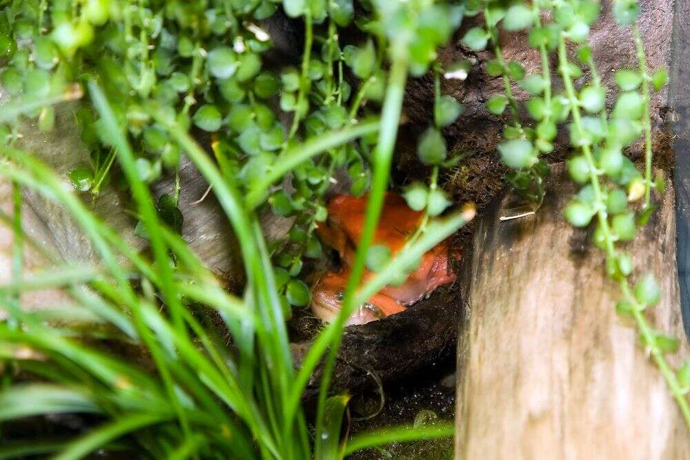 Image of Tomato Frogs