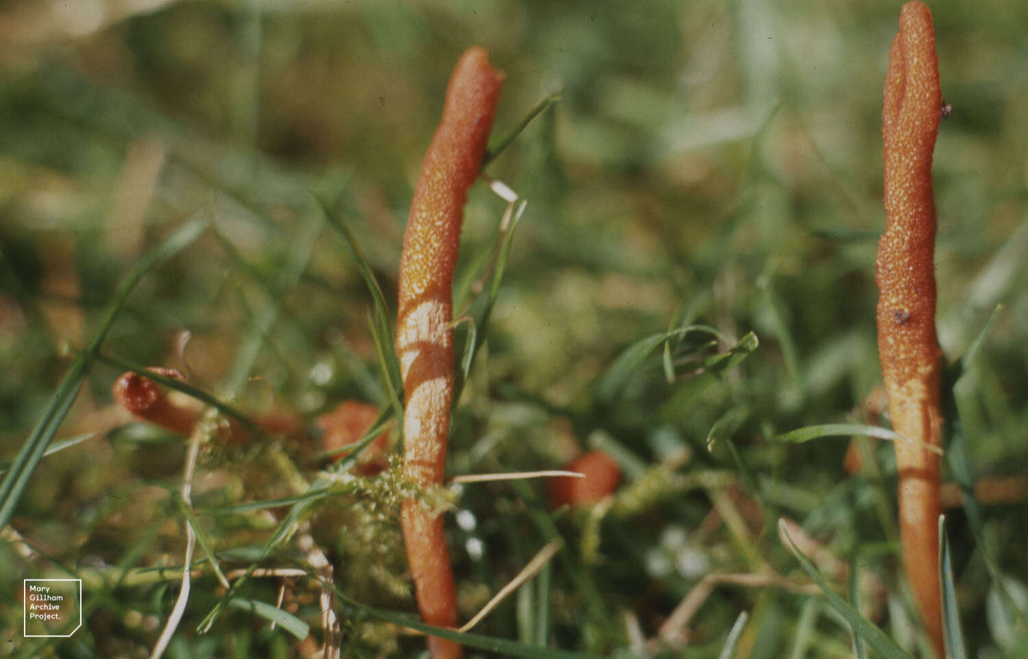 Image of Cordyceps militaris (L.) Fr. 1818