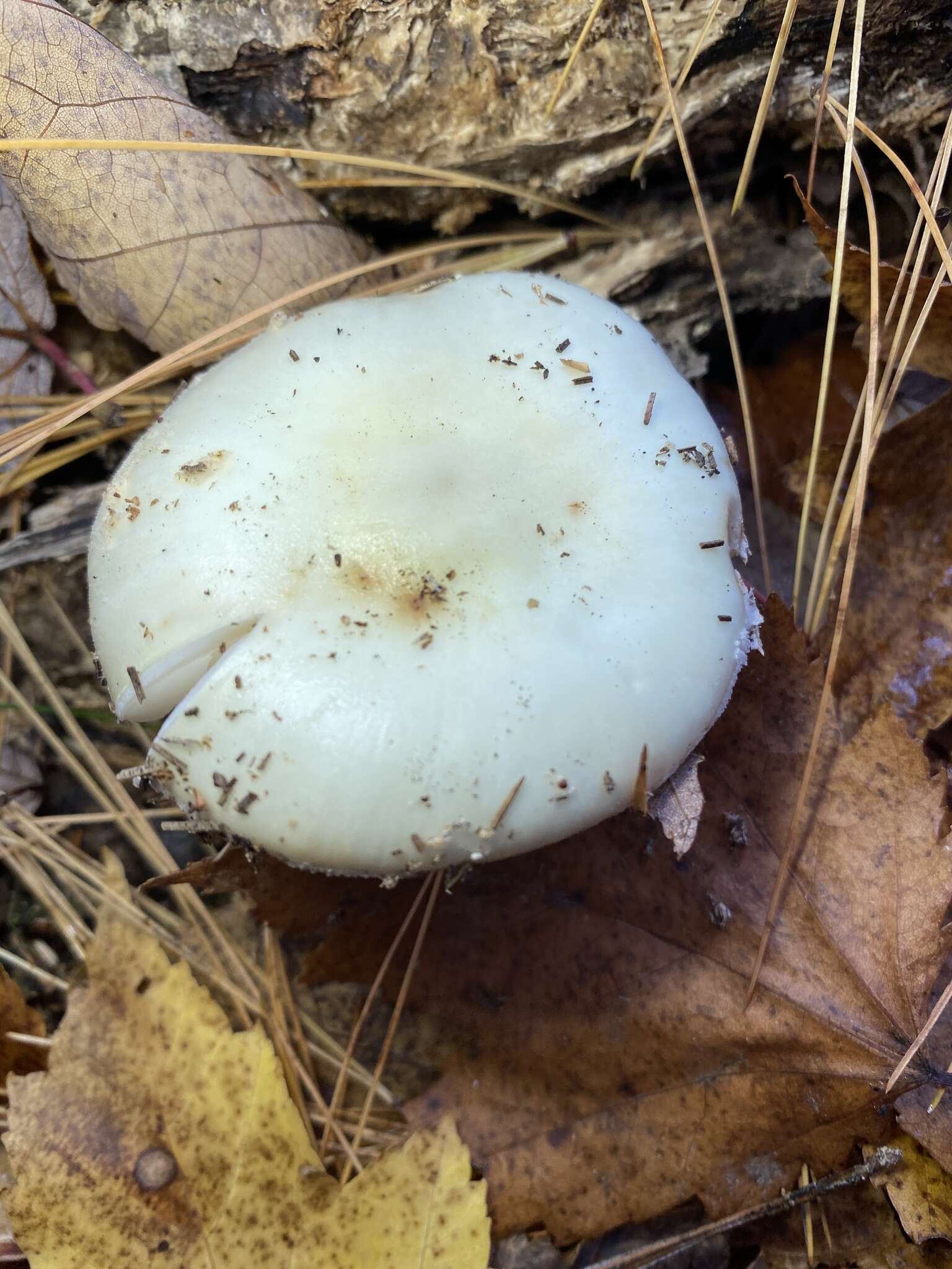 Image of False deathcap