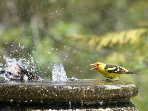 Image of Black-headed Grosbeak