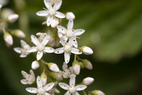 Image of White Stonecrop