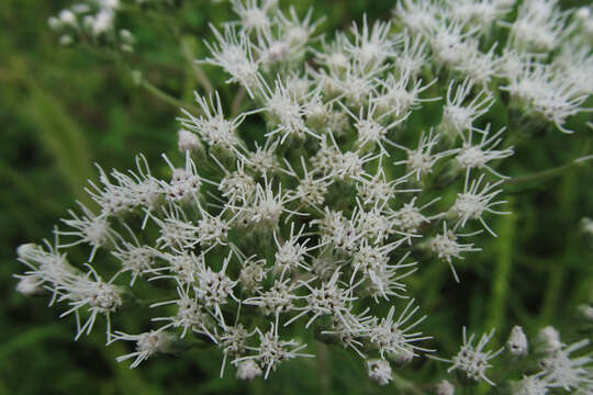 Image of tall thoroughwort