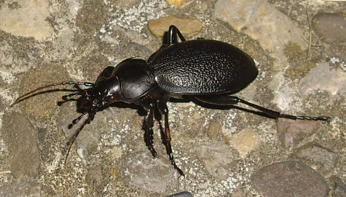 Image of Carabus (Procrustes) coriaceus Linnaeus 1758