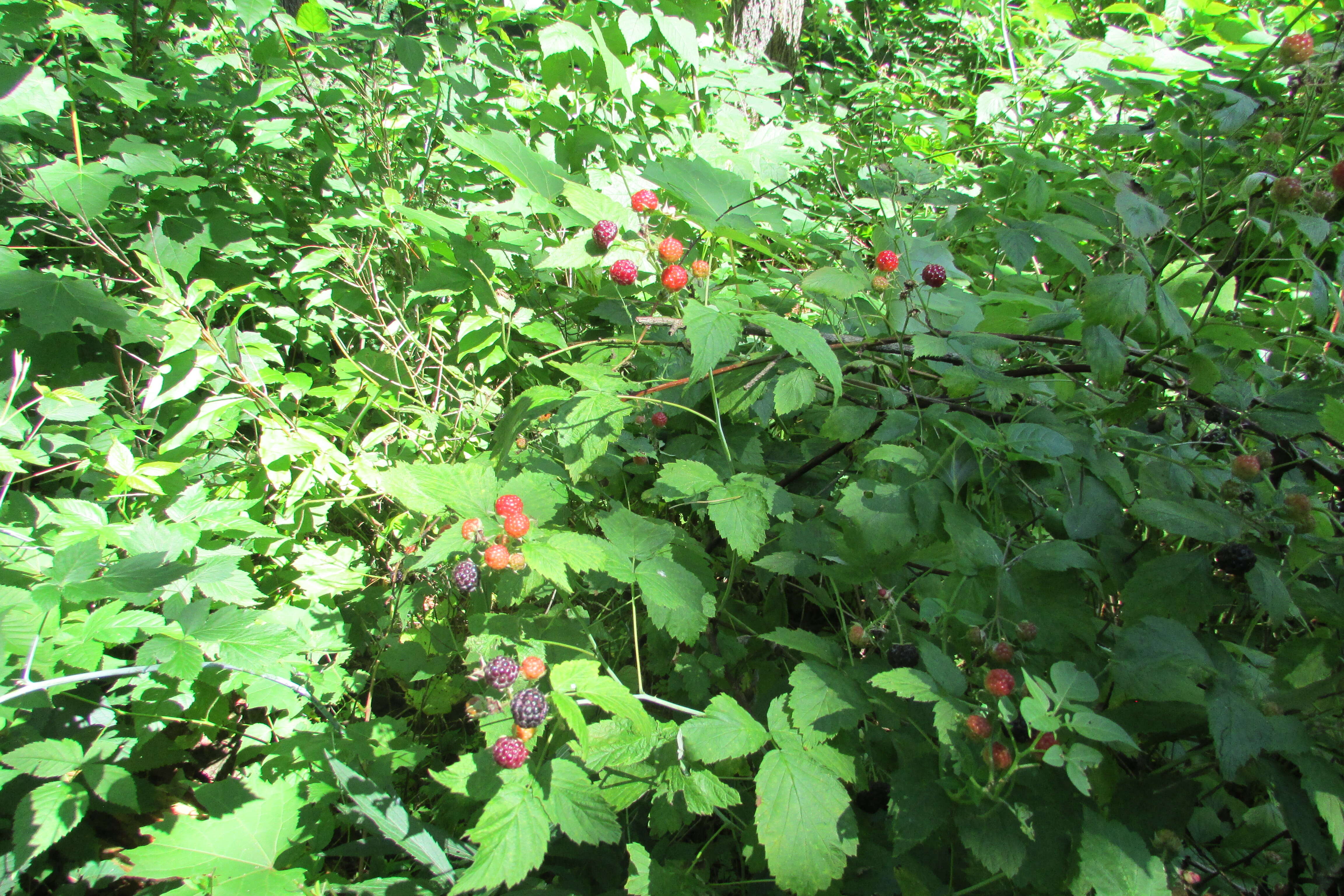 Image of black raspberry