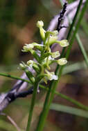 Image of Green Woodland Orchid