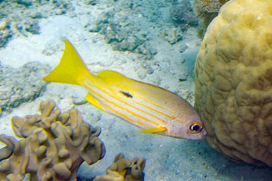 Image of Blackspot snapper