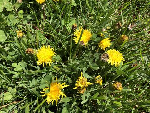 Image of Common Dandelion