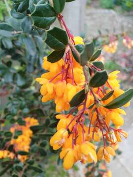 Image of Darwin's berberis