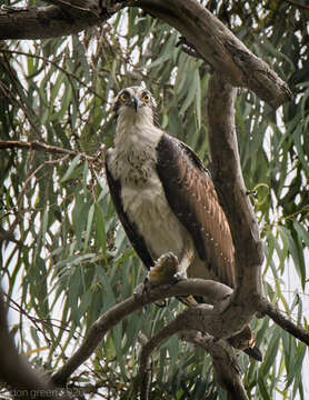 Image of ospreys