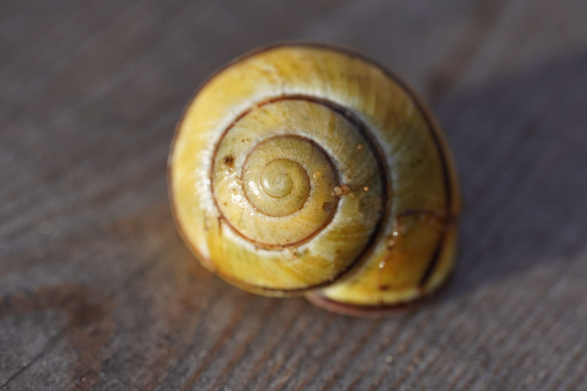 Image of Brown Lipped Snail