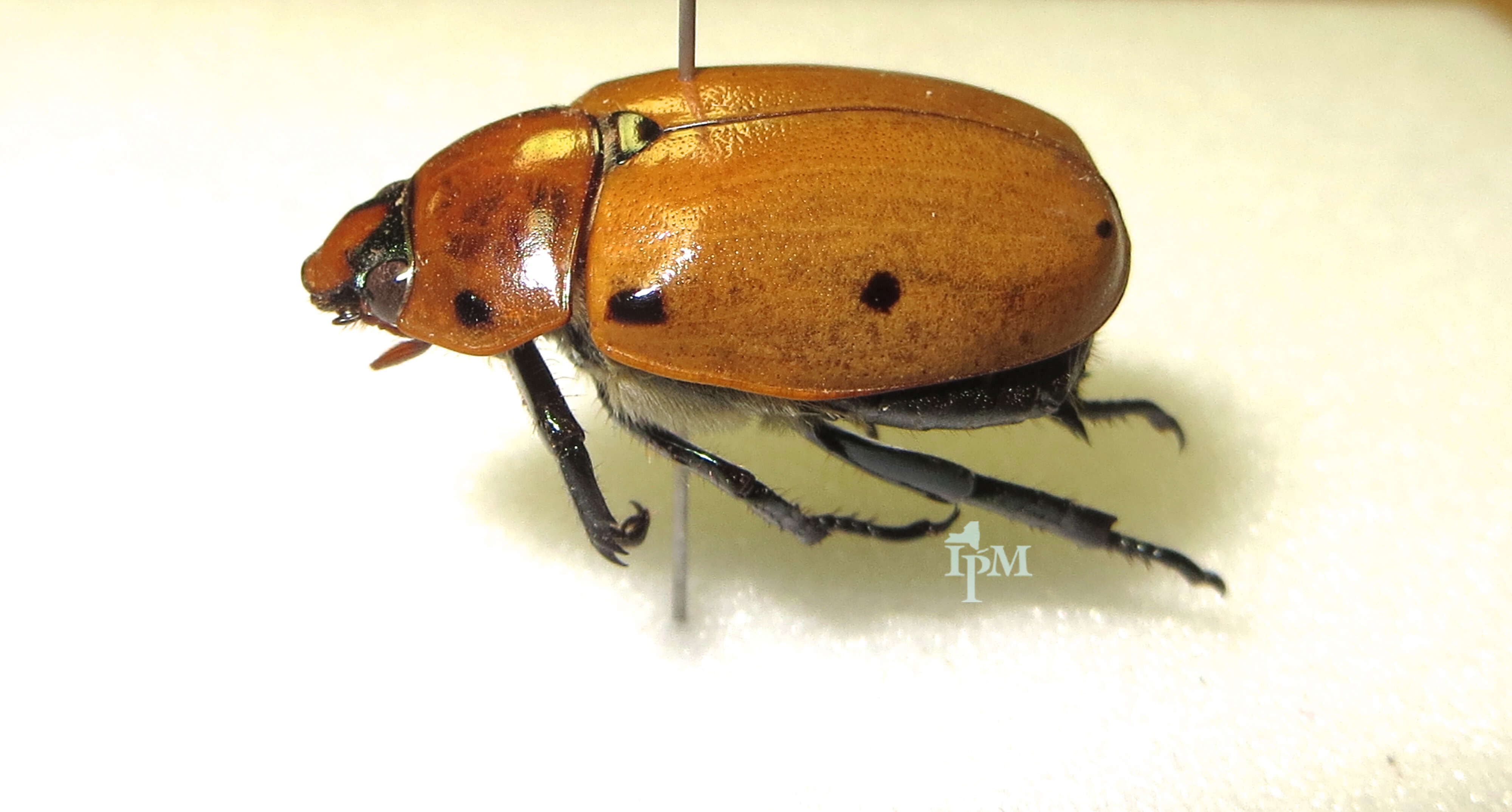 Sivun Pelidnota punctata (Linnaeus 1758) kuva