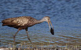 Image of limpkins