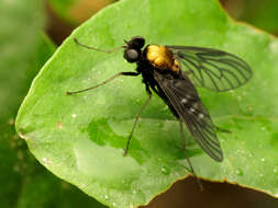 Image of Golden-backed Snipe Fly