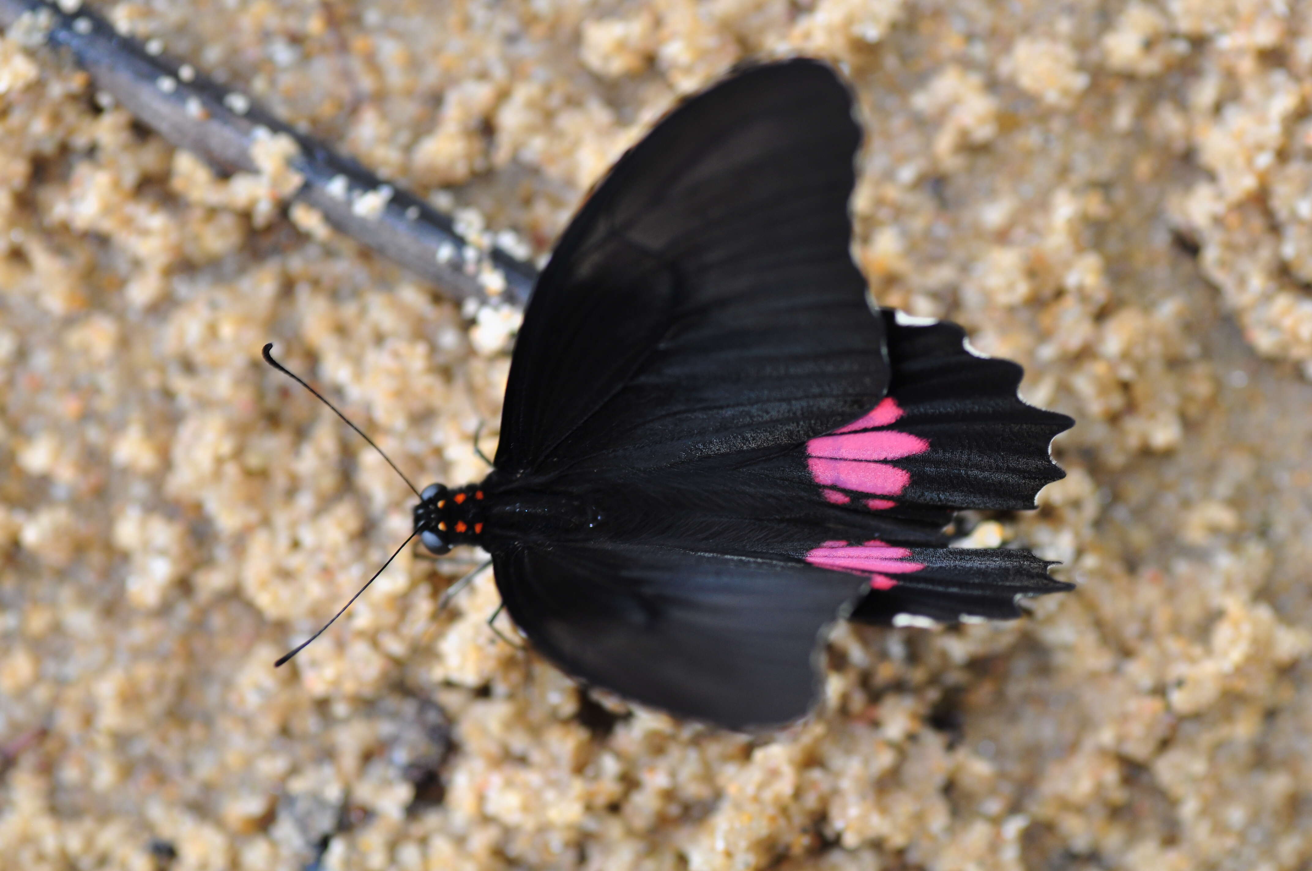 Image de Papilio anchisiades Esper 1788