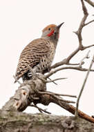 Image of Northern Flicker