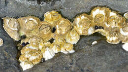 Image of Acorn barnacle