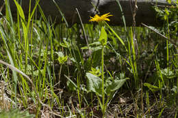 Image of heartleaf arnica