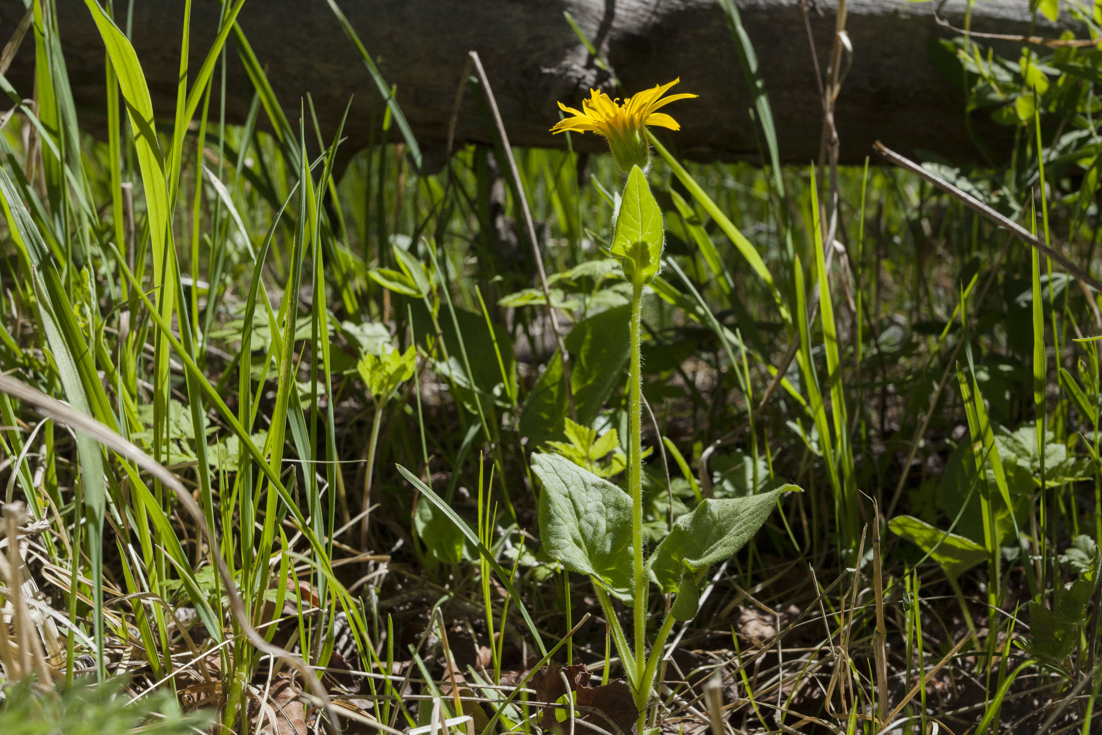 Image of heartleaf arnica