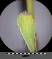 Image of stalked bur grass