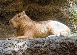 Image of Capybaras