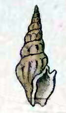 Image of Drillia aquatilis