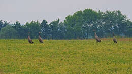 Image of Common Crane