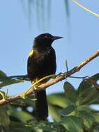 Image de Oriole de Porto Rico