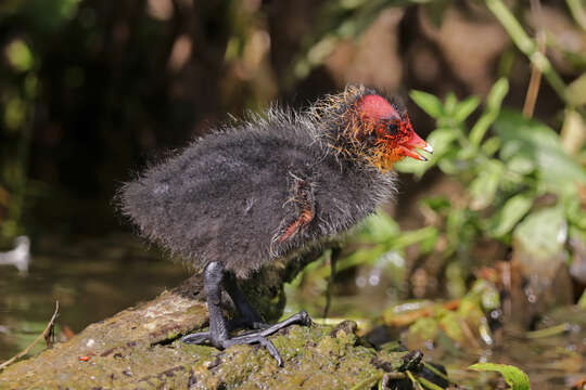 Image of Common Coot