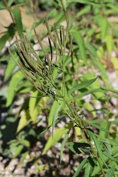 Image of swamp verbena