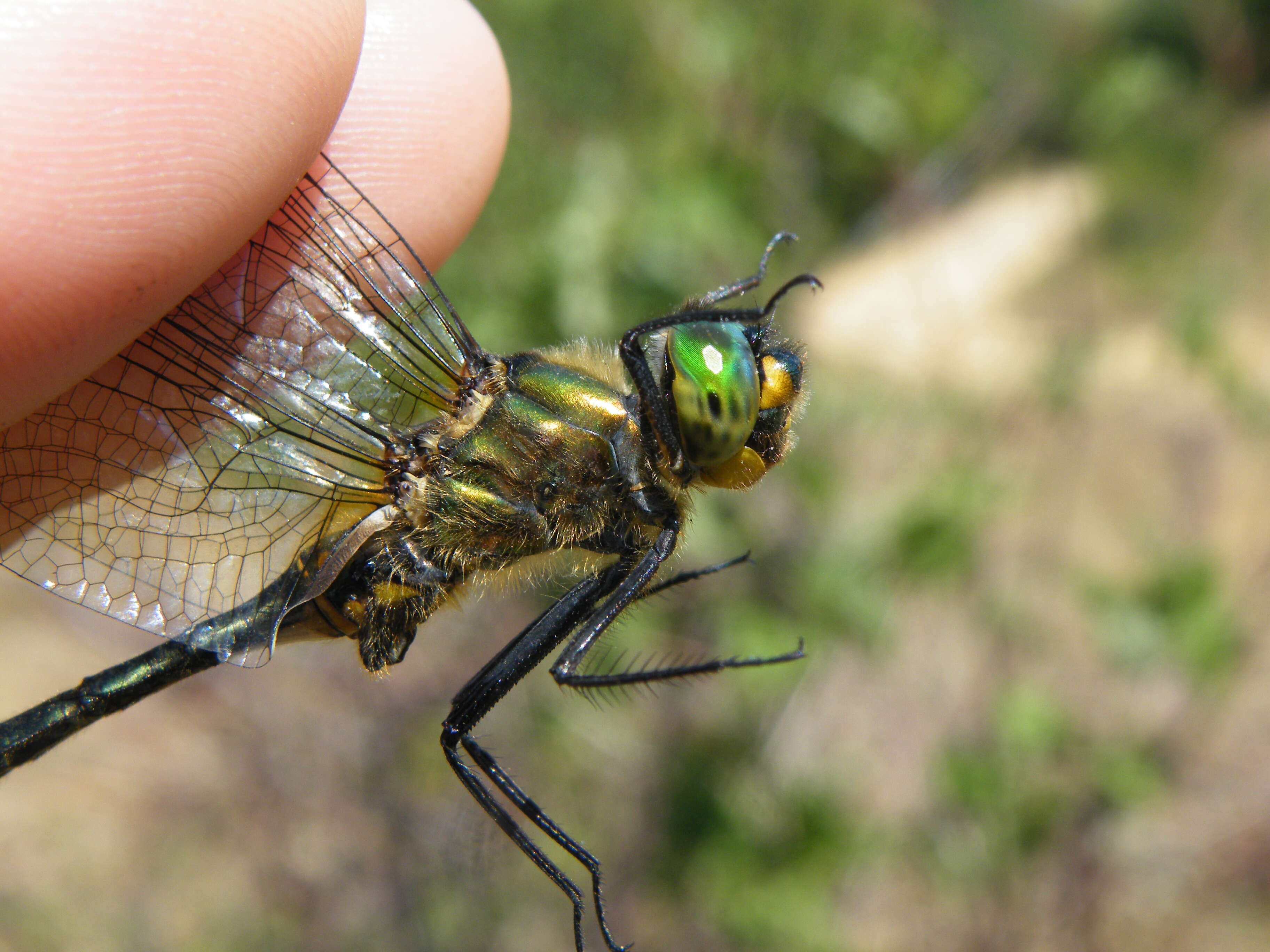 Image of Balkan Emerald