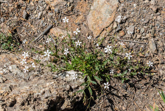 Image de Gypsophile rampante