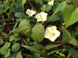 Image of Obscure Morning Glory