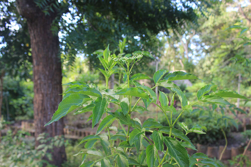 Image of Sambucus cerulea