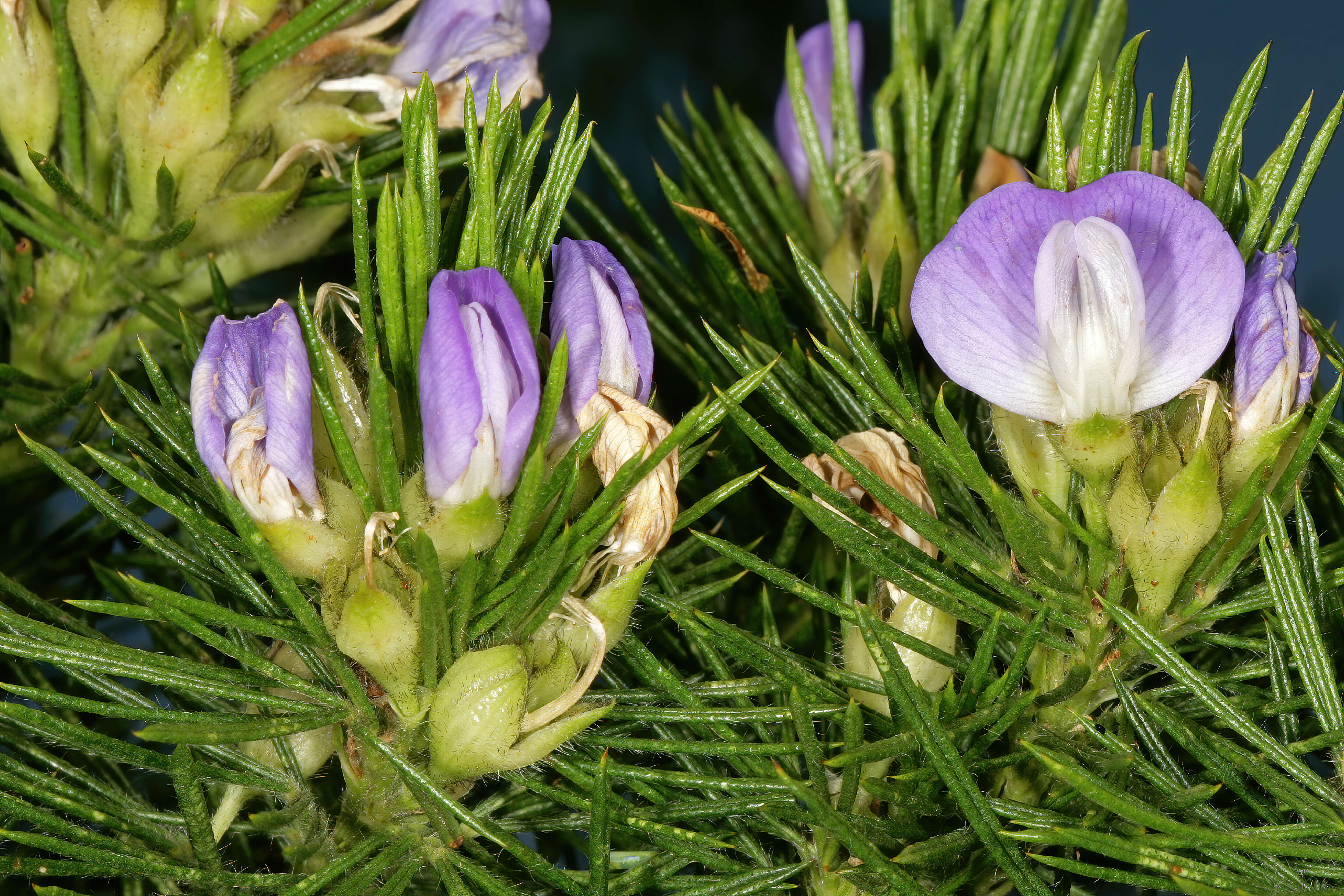 Plancia ëd Psoralea pinnata L.