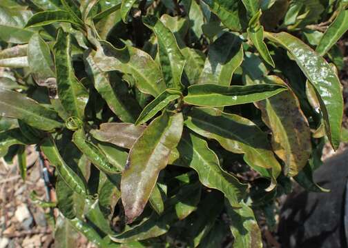 Image of Eupomatia bennettii F. Müll.