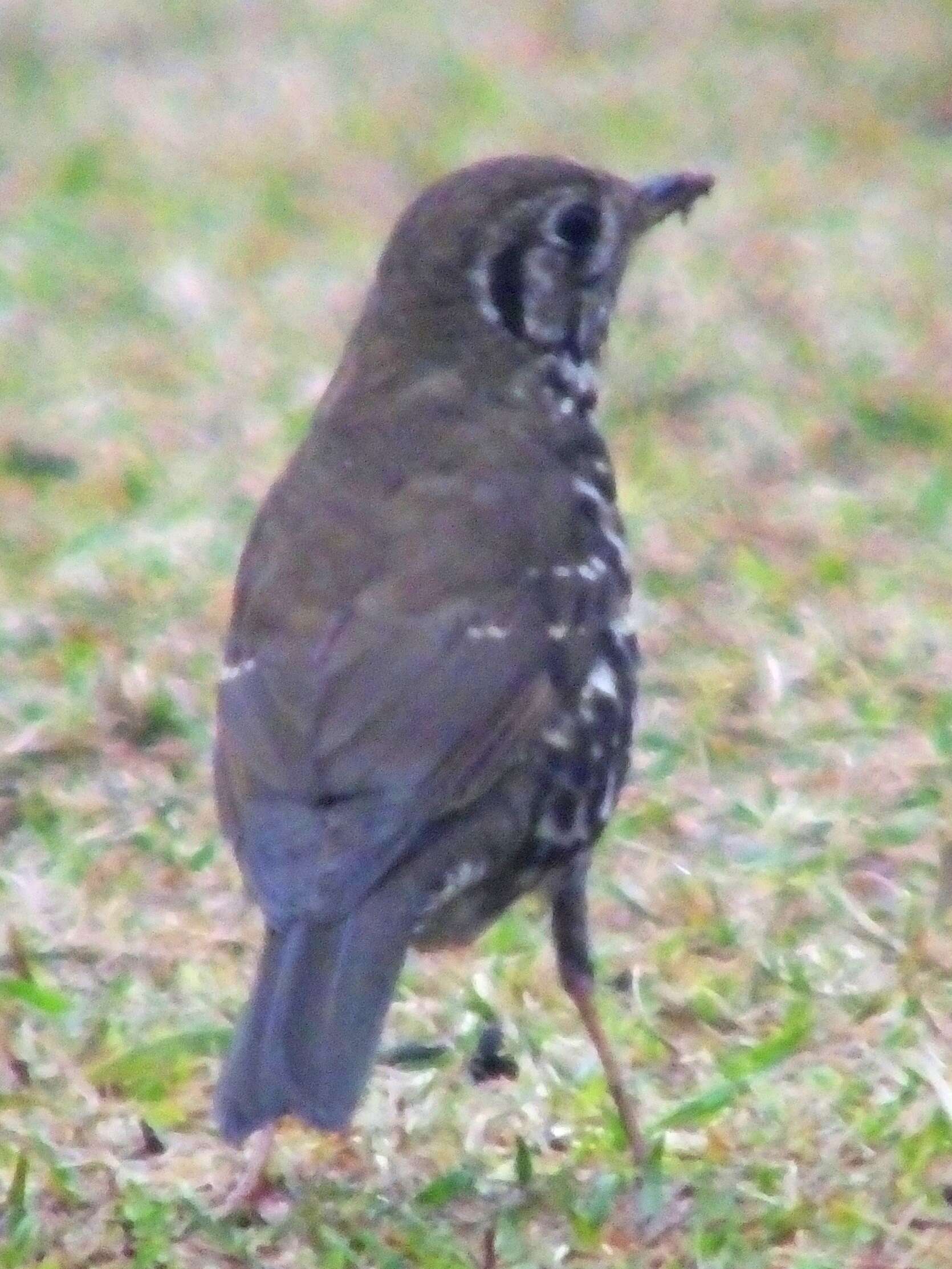 Image of Chinese Thrush