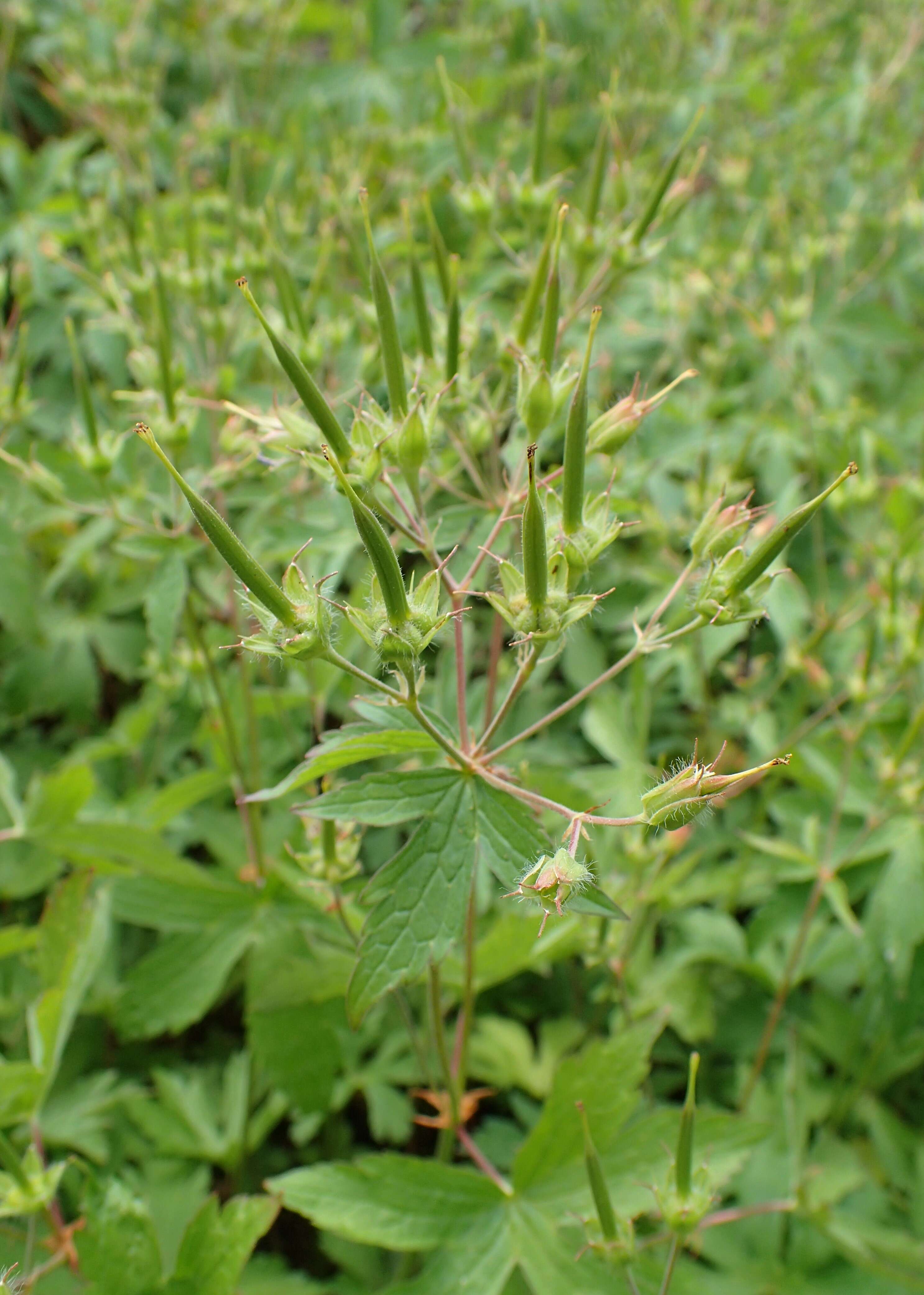 Image of spotted geranium