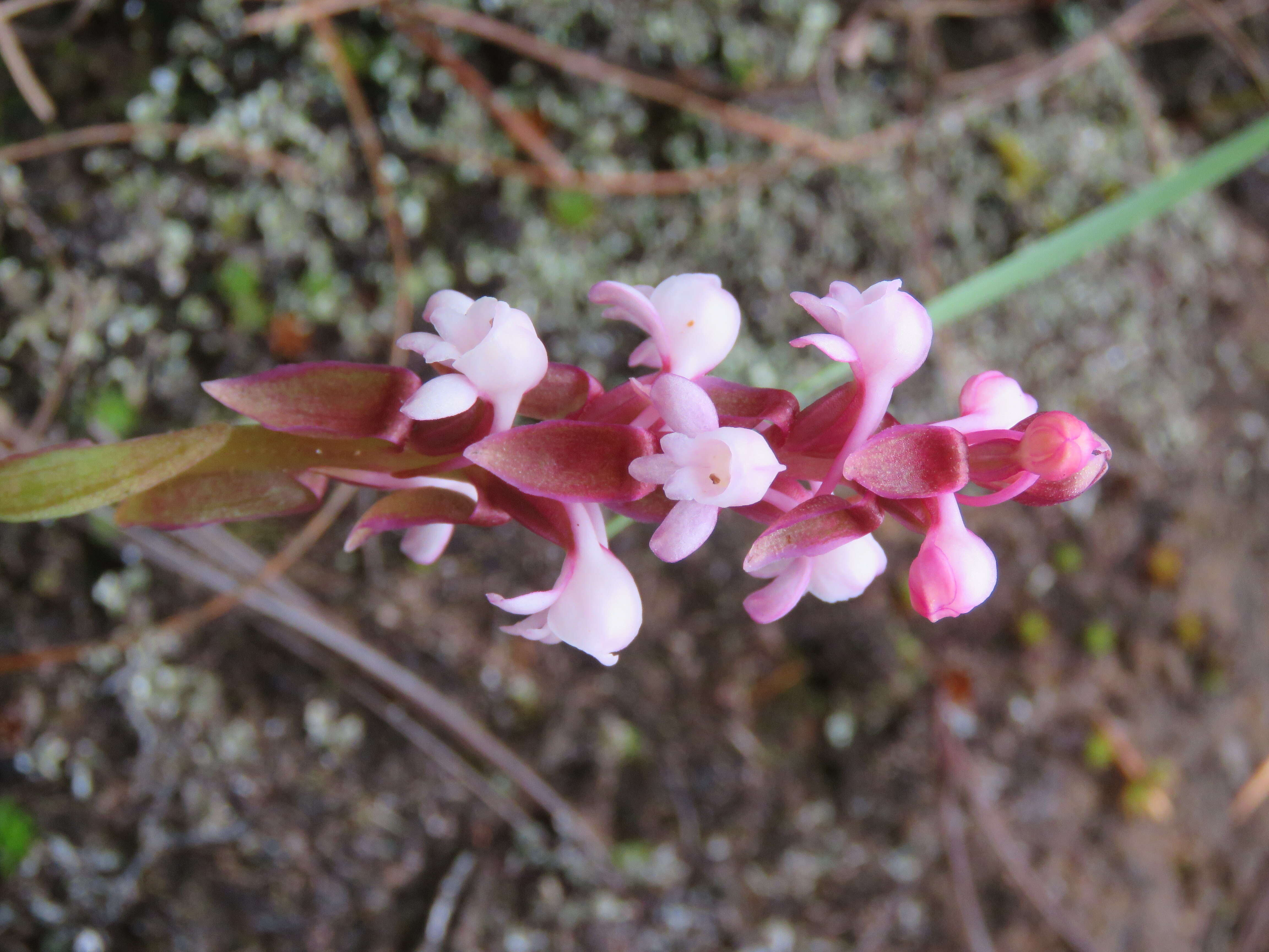 Image of Satyrium nepalense D. Don