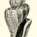 Image of Nepotilla microscopica (May 1915)