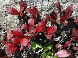 Image of Alpine bearberry