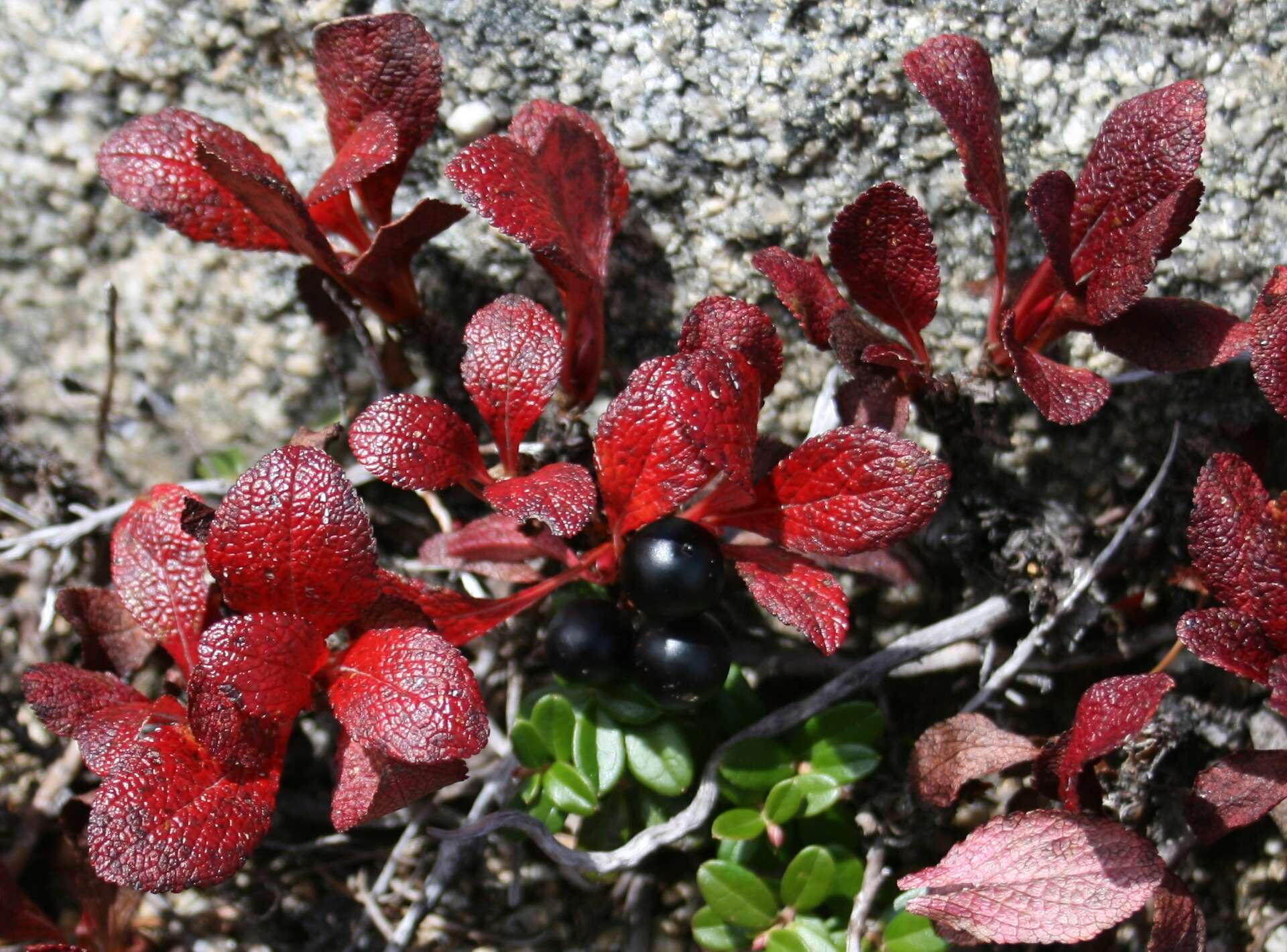 Image of Alpine bearberry